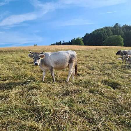 Bio Tiroler Grauvieh Kuh - Bild 3