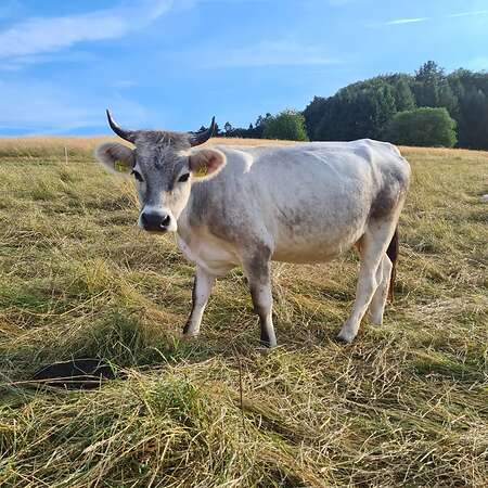 Bio Tiroler Grauvieh Kuh - Bild 4