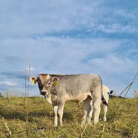 Bio Tiroler Grauvieh Kuh - Bild 5