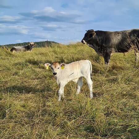 Bio Tiroler Grauvieh Bullenkalb - Bild 1