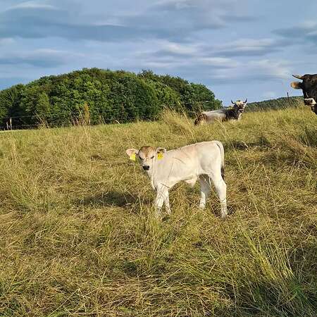 Bio Tiroler Grauvieh Bullenkalb - Bild 2