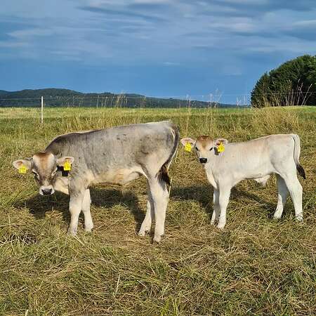 Bio Tiroler Grauvieh Bullenkalb - Bild 3