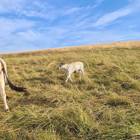 Bio Tiroler Grauvieh Bullenkalb - Bild 4