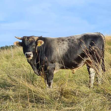 Bio Tiroler Grauvieh Bullenkalb - Bild 5