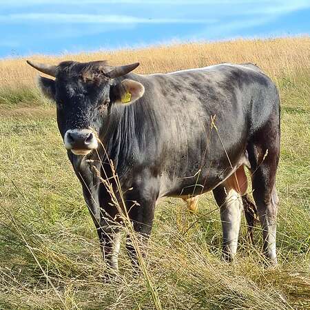Bio Tiroler Grauvieh Bullenkalb - Bild 6