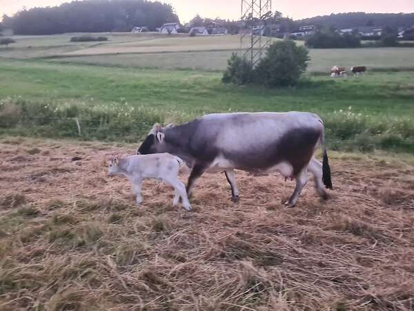 Bio Tiroler Grauvieh Bullenkalb - Bild 7