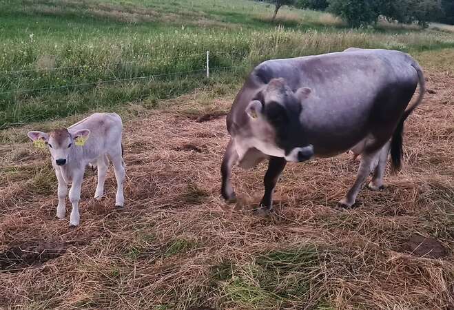 Bio Tiroler Grauvieh Bullenkalb - Bild 8