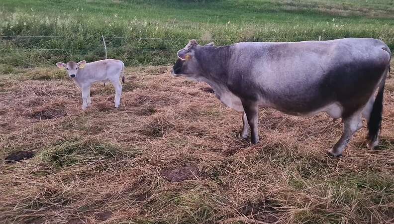 Bio Tiroler Grauvieh Bullenkalb - Bild 9