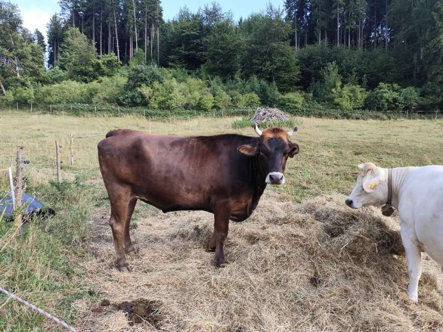 3 Jährige BV Färse - Bild 1