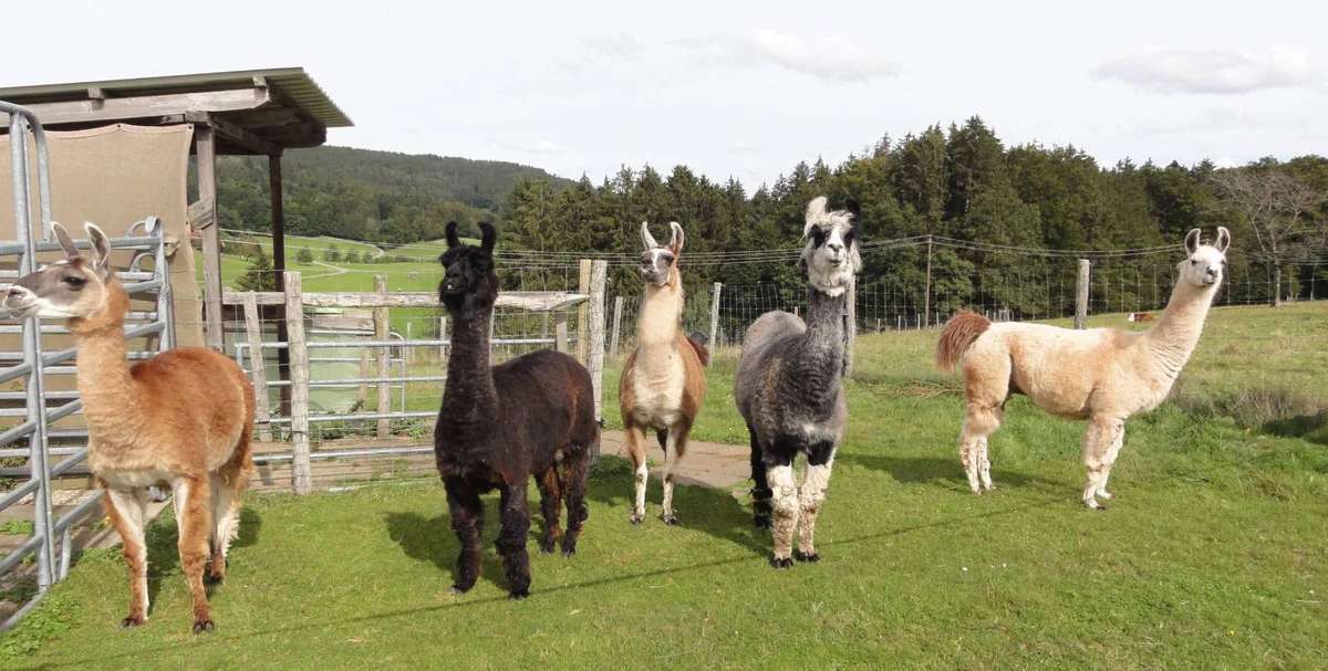 Lama Mist zu verschenken als Dünger für Grünland, Garten, Kompost - Bild 5