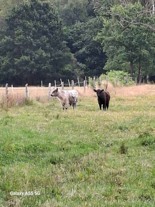 Galloway Jungbullen - Bild 1