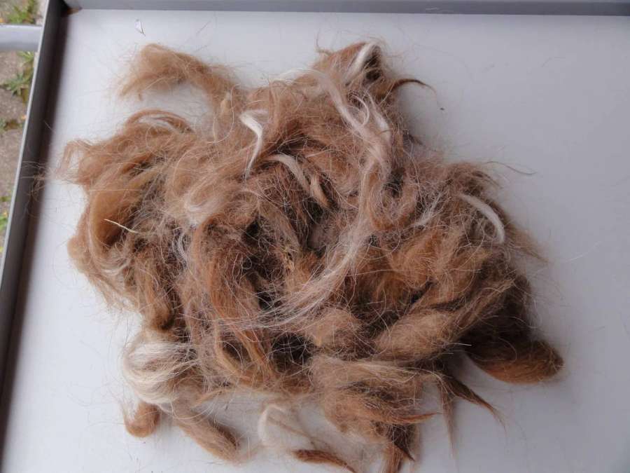 Rohwolle von 5 Lamas Handschur 2026 schwarz-grau, mittelbraun, dunkelbraun creme - Bild 4