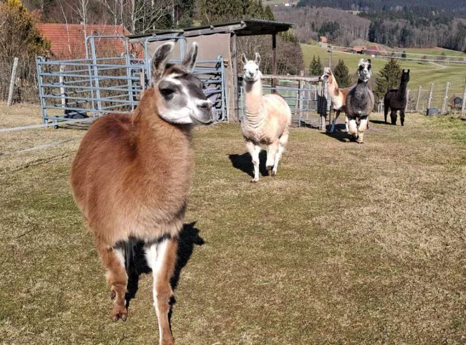 Rohwolle von 5 Lamas Handschur 2026 schwarz-grau, mittelbraun, dunkelbraun creme - Bild 5