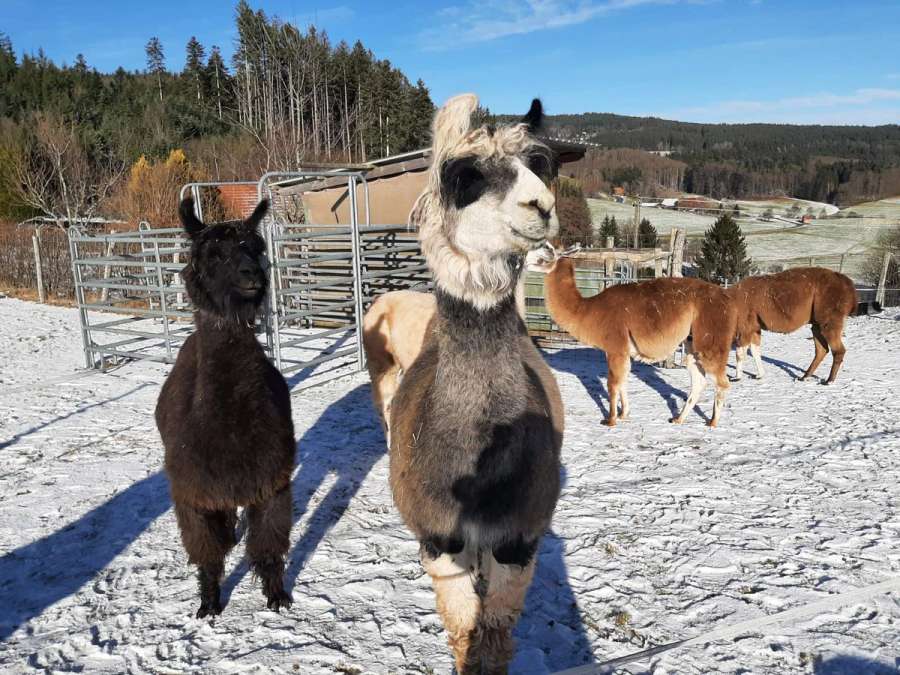 Rohwolle von 5 Lamas Handschur 2026 schwarz-grau, mittelbraun, dunkelbraun creme - Bild 6
