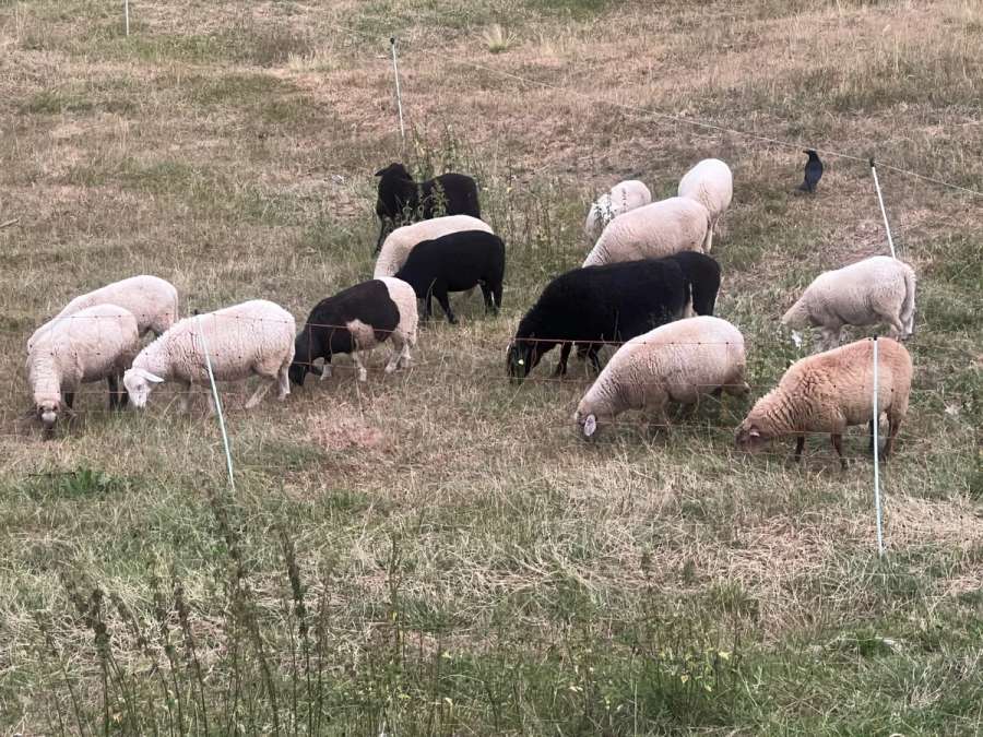 Bocklämmer - Bild 1