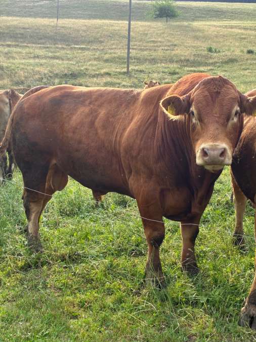 Bio Limousine Deckbulle Zuchtbulle - Bild 1