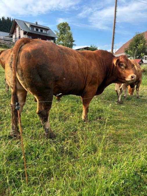 Bio Limousine Deckbulle Zuchtbulle - Bild 2