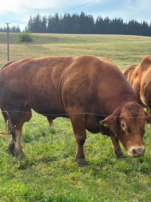 Bio Limousine Deckbulle Zuchtbulle - Bild 3