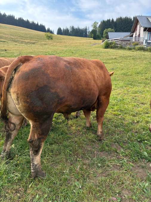 Bio Limousine Deckbulle Zuchtbulle - Bild 4