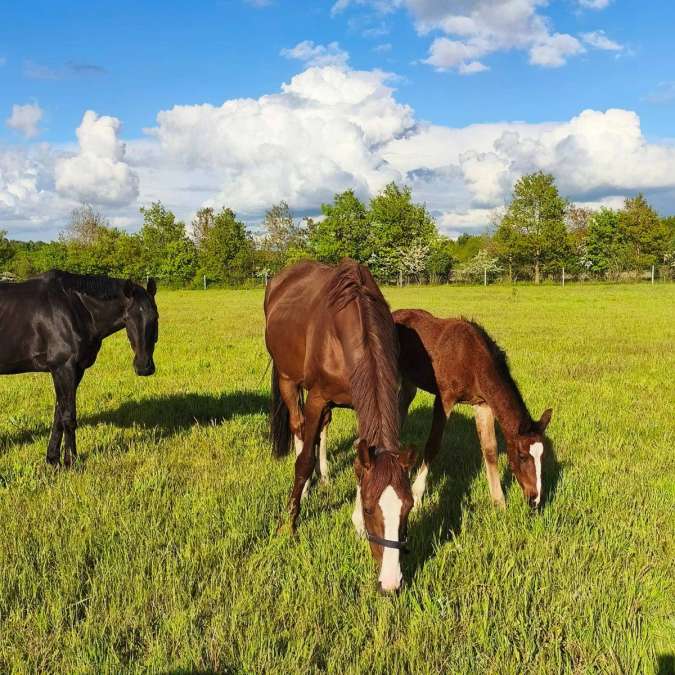 Westfalen Stute mit Fohlen bei Fuß