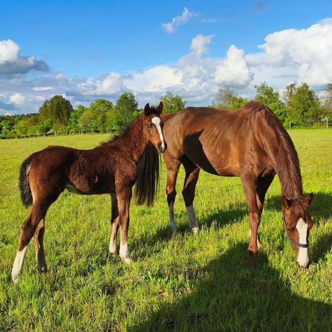 Westfalen Stute mit Fohlen bei Fuß - Bild 3