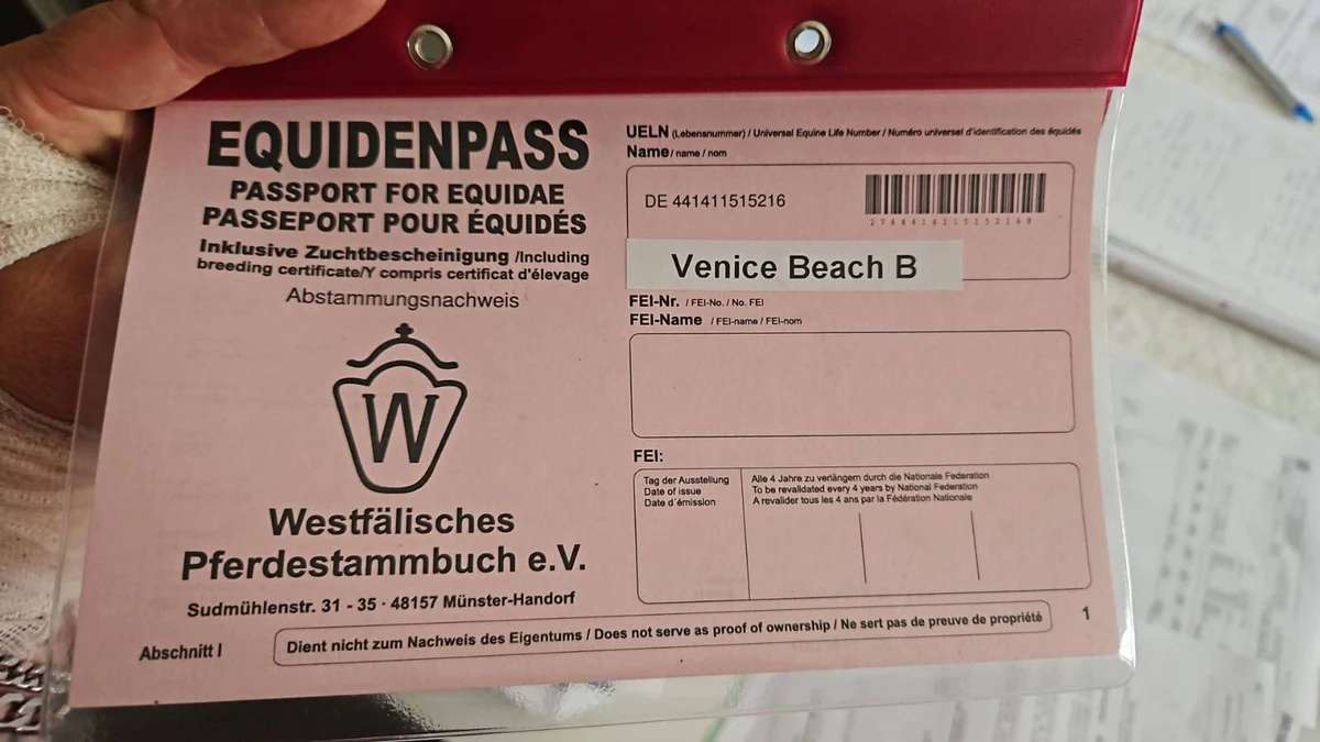 Westfalen Stute mit Fohlen bei Fuß - Bild 4