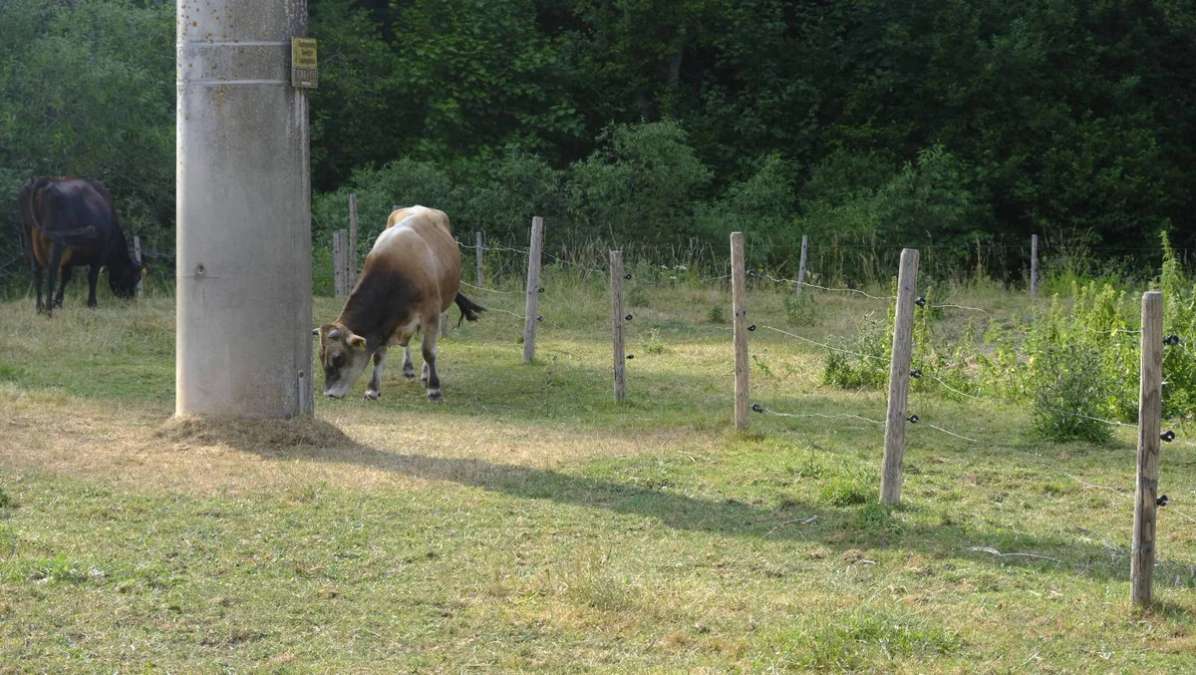 Jersey Rind und Kälber - Bild 1