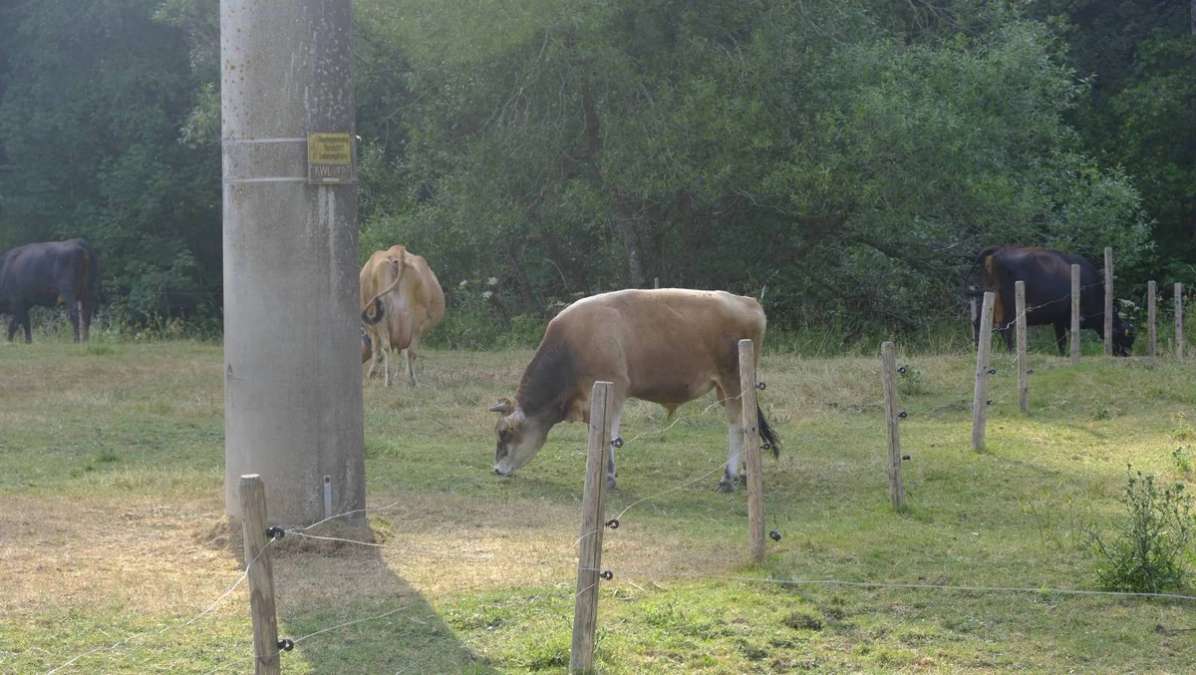 Jersey Rind und Kälber - Bild 2
