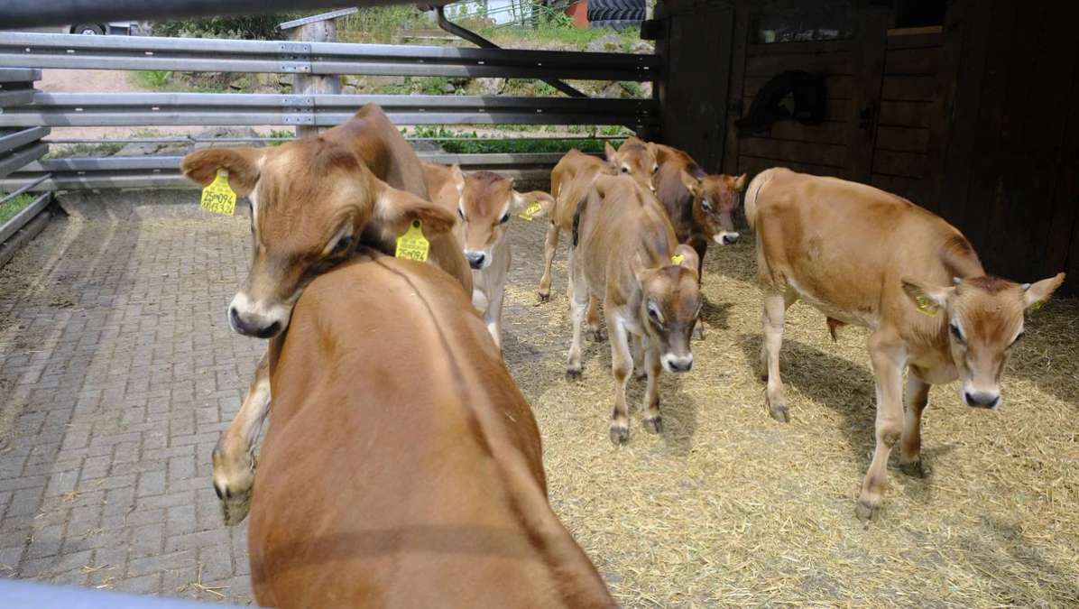 Jersey Rind und Kälber - Bild 3