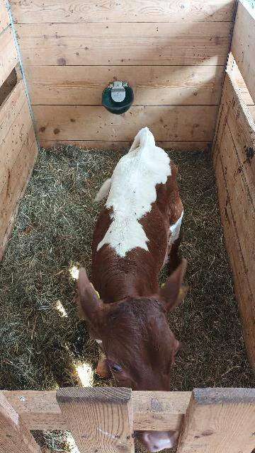 Bio Pinzgauer Bullenkalb - Bild 1