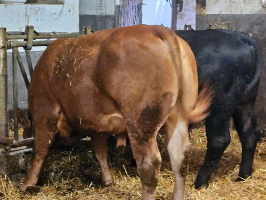 Limousinbulle Herdbuch - Bild 2