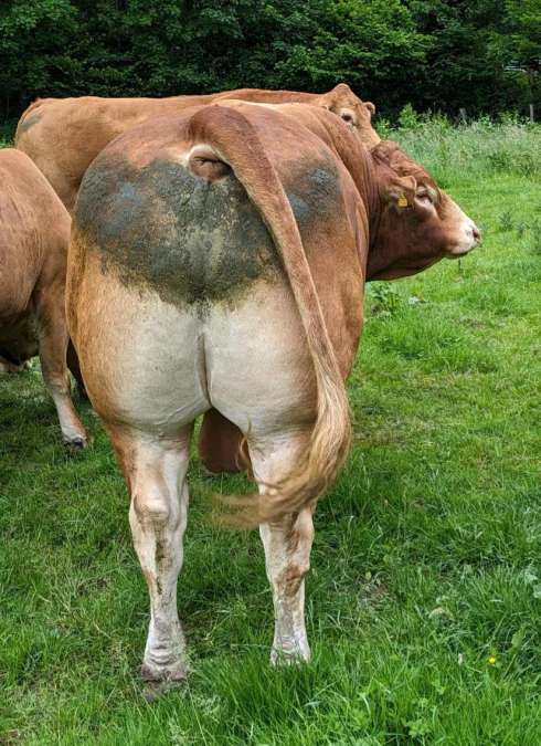 Limousinbulle Herdbuch - Bild 3