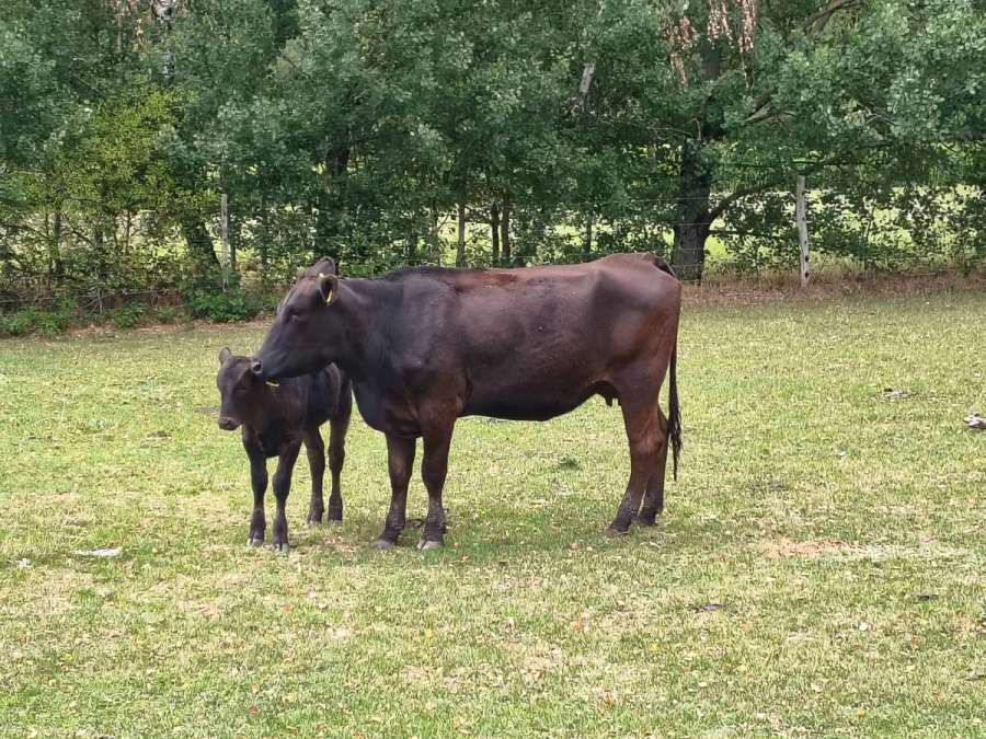 Wagyu Rinder, Kuh, Kalbin, Fresser, Färse, Jungbulle, Kalb