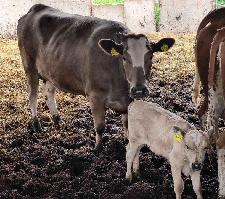 Wagyu Rinder, Kuh, Kalbin, Fresser, Färse, Jungbulle, Kalb - Bild 2