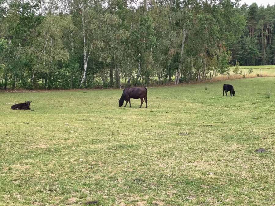 Wagyu Rinder, Kuh, Kalbin, Fresser, Färse, Jungbulle, Kalb - Bild 3