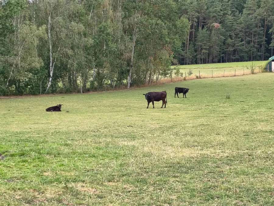Wagyu Rinder, Kuh, Kalbin, Fresser, Färse, Jungbulle, Kalb - Bild 4