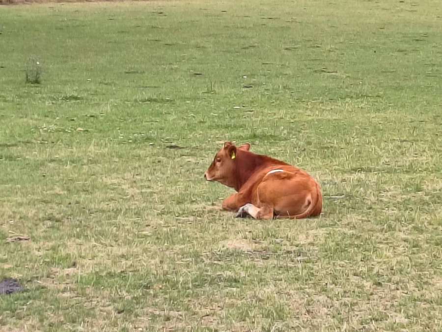 Wagyu Rinder, Kuh, Kalbin, Fresser, Färse, Jungbulle, Kalb - Bild 5