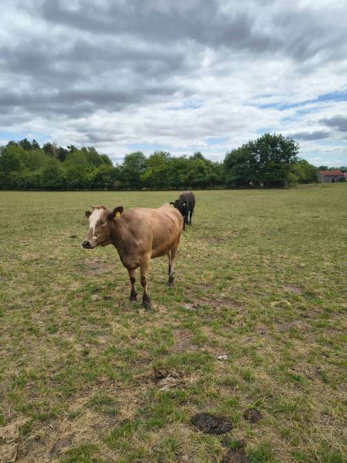 Wagyu Rinder, Kuh, Kalbin, Fresser, Färse, Jungbulle, Kalb - Bild 6