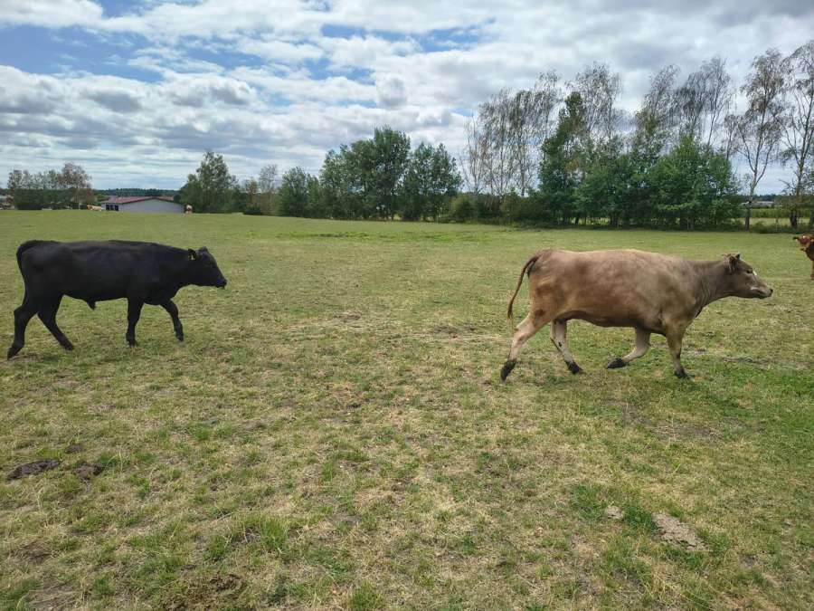 Wagyu Rinder, Kuh, Kalbin, Fresser, Färse, Jungbulle, Kalb - Bild 7