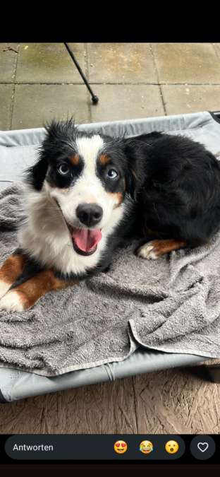 Mini American Shepherd Hündin – arbeitswillig, für Hütearbeit geeignet - Bild 1