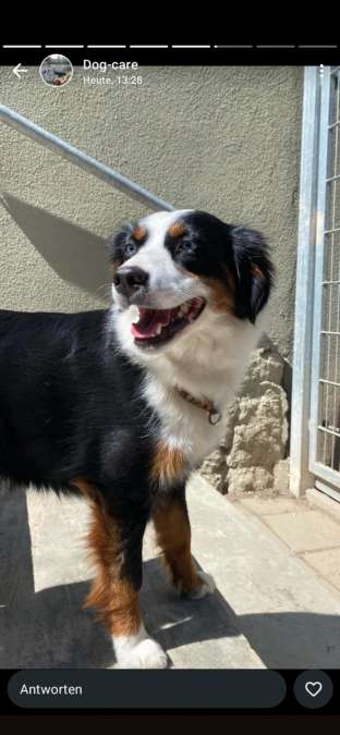 Mini American Shepherd Hündin – arbeitswillig, für Hütearbeit geeignet - Bild 2