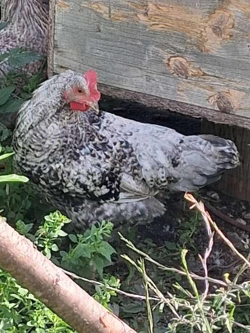 Hahn aus Naturbrut Barnevelder - Bild 1