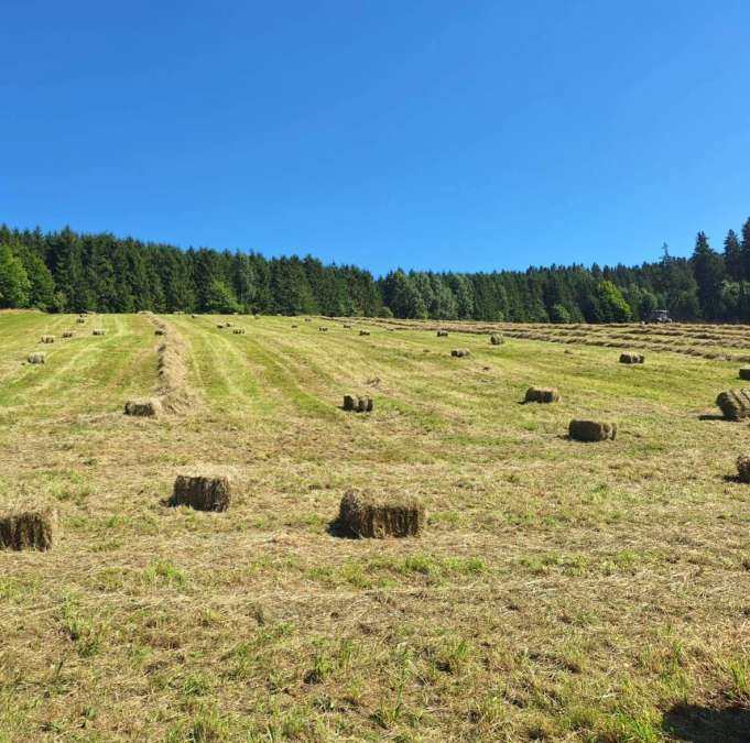 BIO Heu kleine Quaderballen 1. Schnitt 2026 Bergwiesenheu - Bild 2
