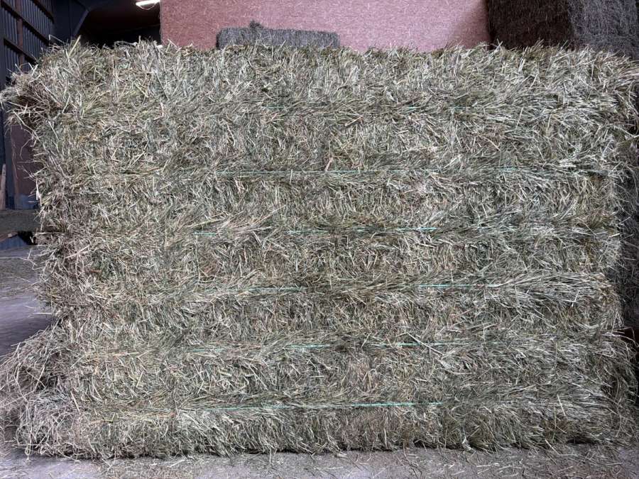 Premium Heu aus der Trocknung - Bild 2
