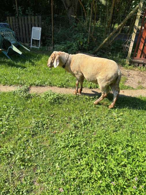 Coburger Fuchs Mix Bock - Bild 3
