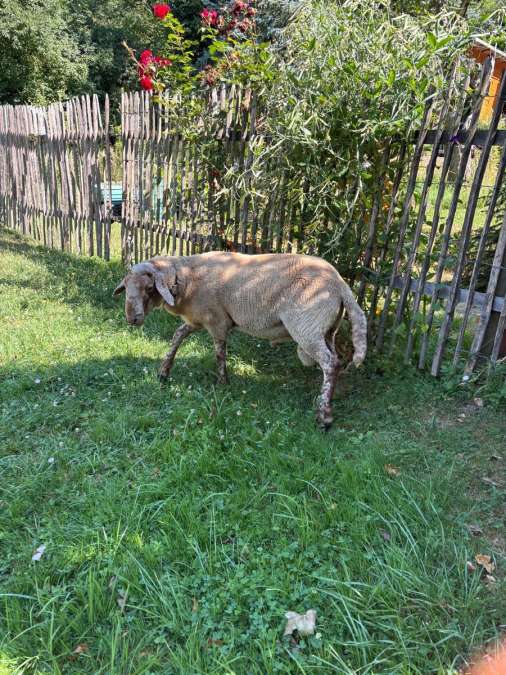 Coburger Fuchs Mix Bock - Bild 6