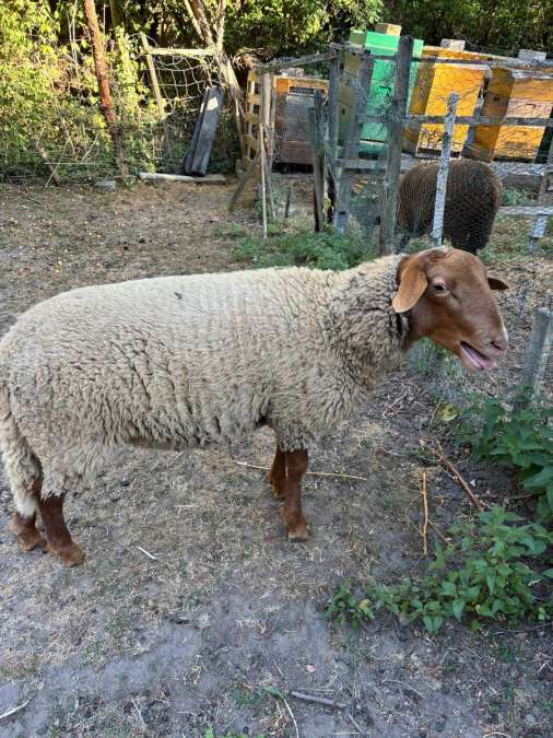 Coburger Fuchsschaf 6 Monate - Bild 2