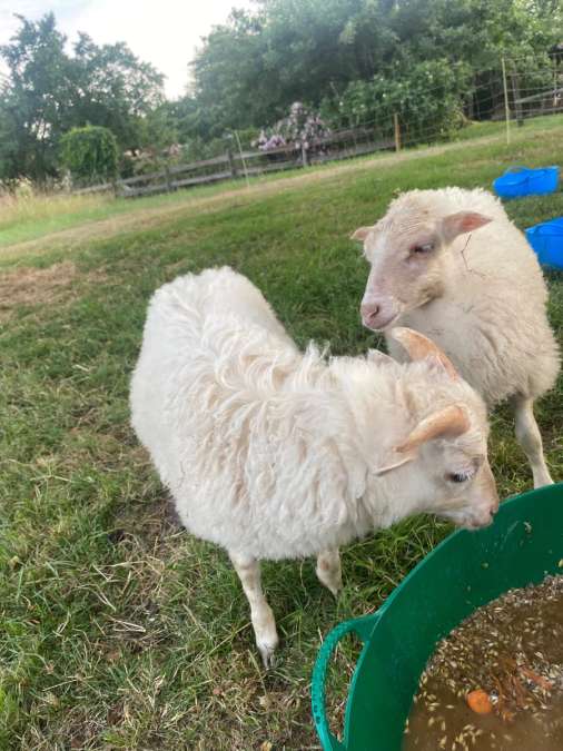 Bocklamm Skudde Herdbuch - Bild 2