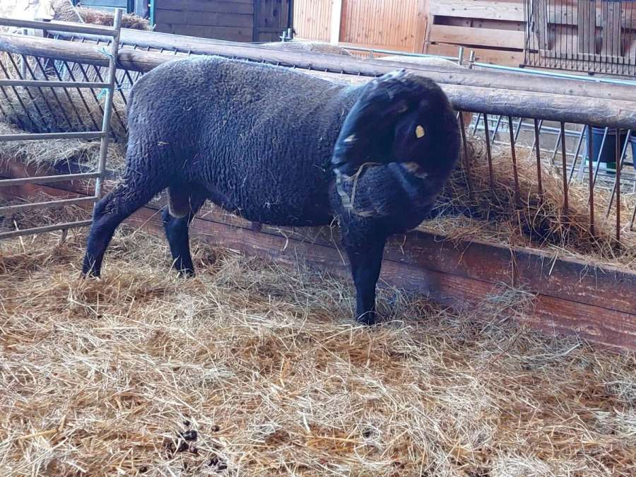 Merinolandschafbock - Bild 1