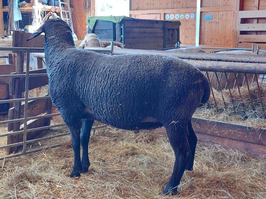 Merinolandschafbock - Bild 2